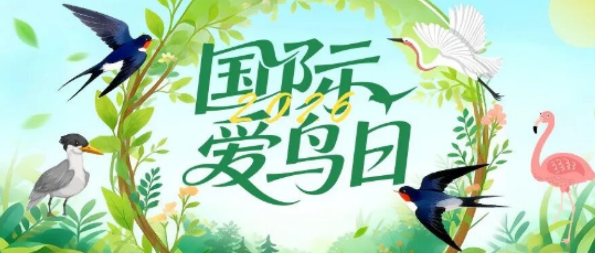 国际爱鸟日 | 今天，让我们“鸟”解一下北新雨燕精工培训